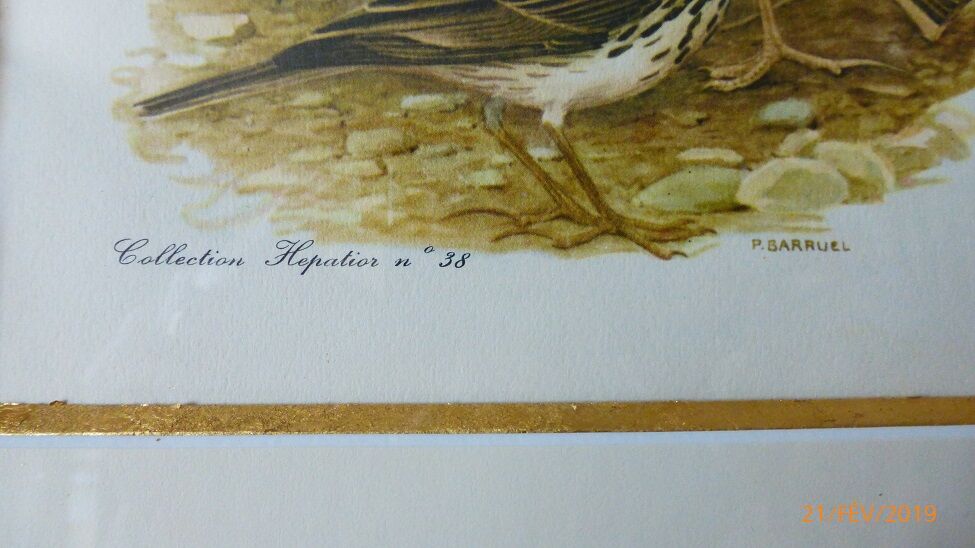Birds - collection Hepatior N ° 38