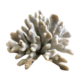 Elkhorn coral