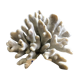 Corail elkhorn