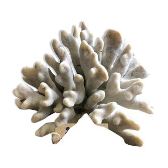 Elkhorn coral