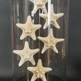 Cabinet of Curiosities globe with starfish protoreaster nodosus