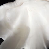 Tridacne Bénitier géant xx -ème