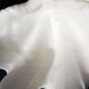Tridacne Giant Clam xx -th