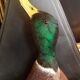 Taxidermie canard col vert
