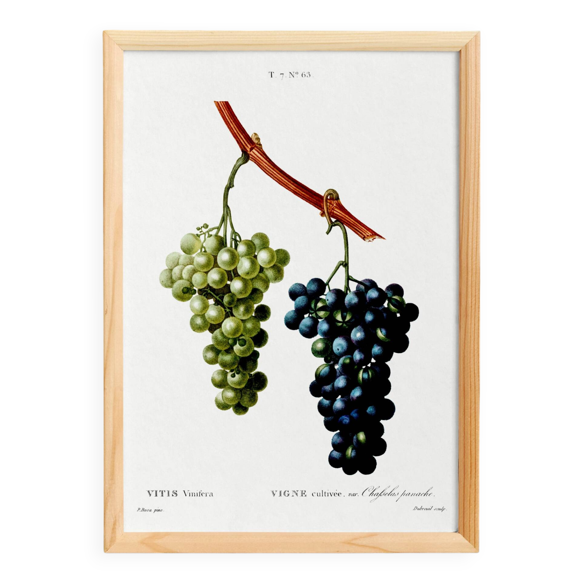 Vintage poster on the vine, based on an engraving from 1802.