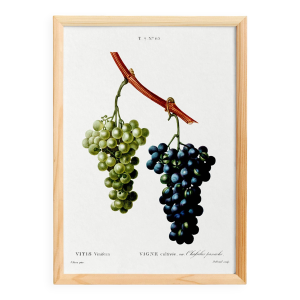 Affiche vintage sur la vigne, d’après une gravure de 1802