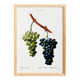 Vintage poster on the vine, based on an engraving from 1802.