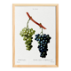 Vintage poster on the vine, based on an engraving from 1802.