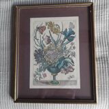 Ancient botanical engraving