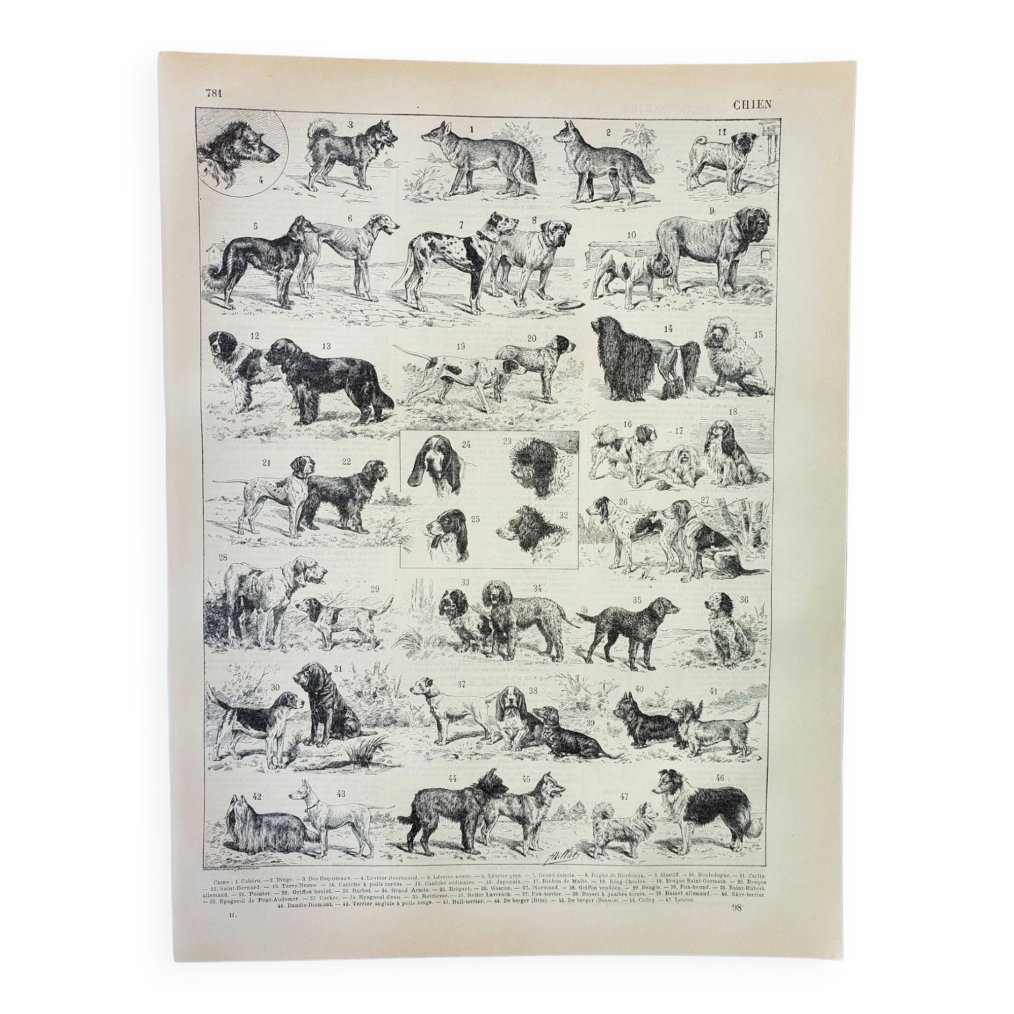Old engraving 1898, Breed of dog, shepherd • Original and vintage lithograph
