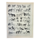Old engraving 1898, Breed of dog, shepherd • Original and vintage lithograph