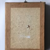 Vintage frame naturalized butterflies