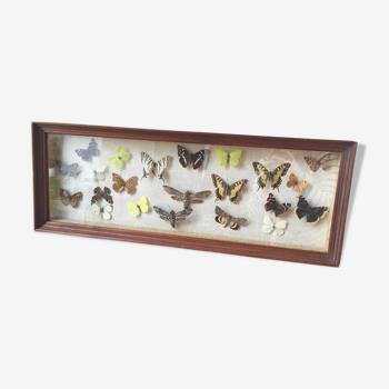 Large butterfly frame