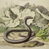 Original zoological plate from 1839 "saurian"