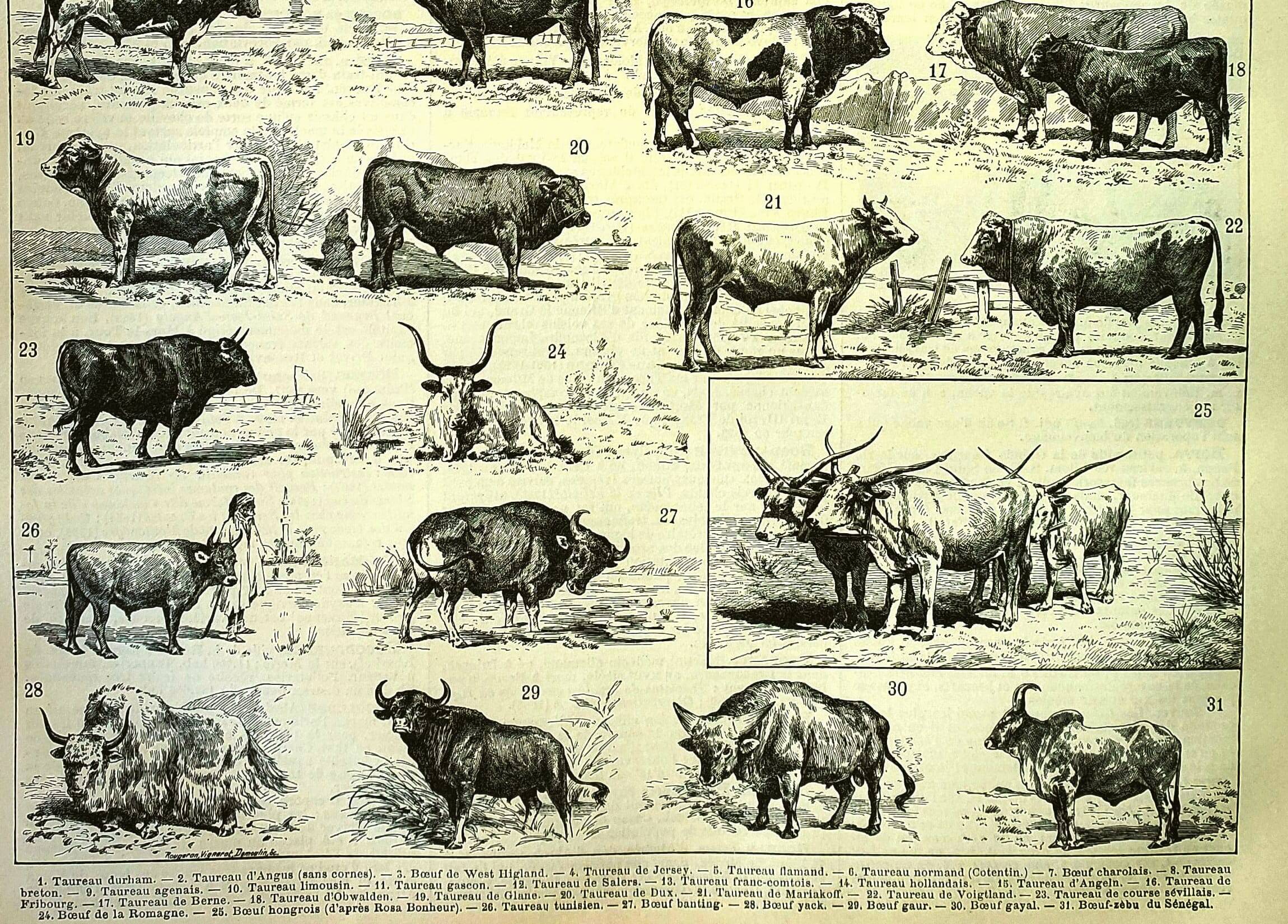 Antique engraving 1897 A. Millot - Ox, cow, bull, calf