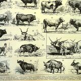 Gravure ancienne 1897 A. Millot - Boeuf, vache, taureau, veau