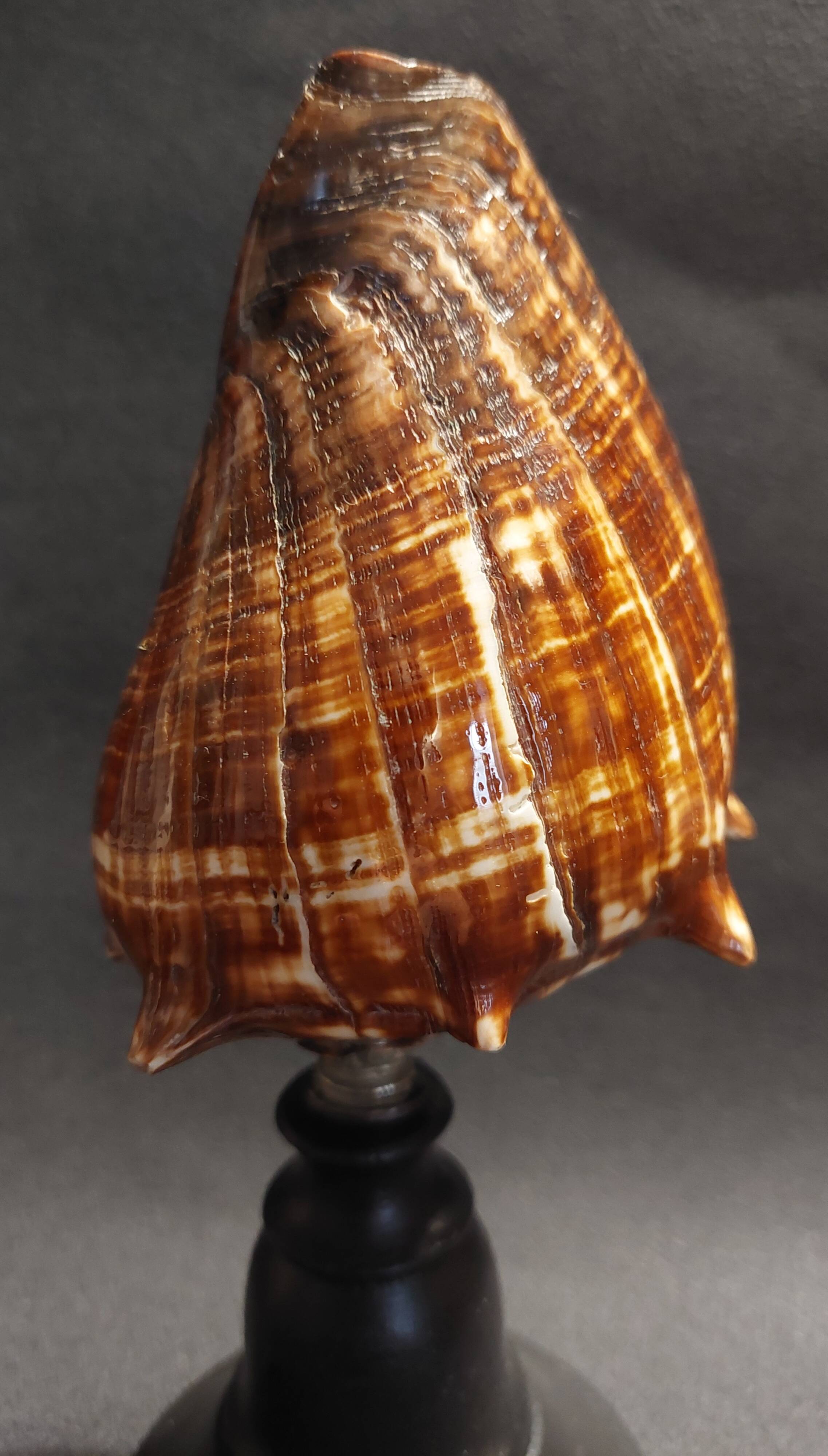 Cabinet of Curiosities shell melongena melongena on a base