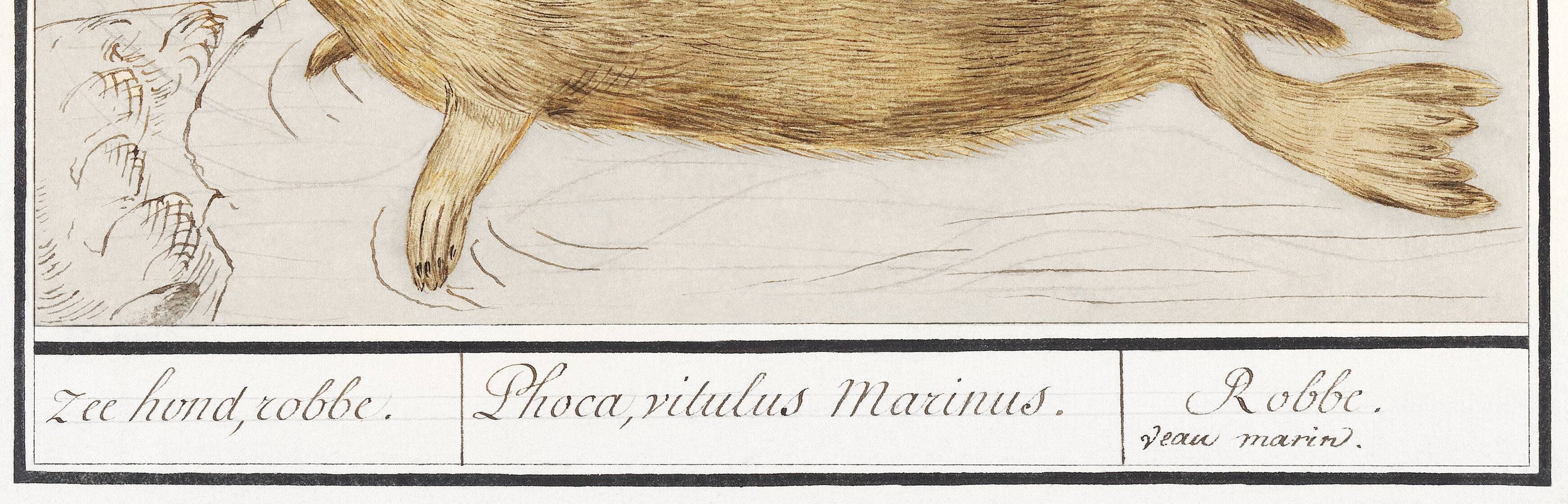 Small poster about the seal, based on an old engraving from 1610.