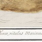 Small poster about the seal, based on an old engraving from 1610.