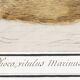Small poster about the seal, based on an old engraving from 1610.