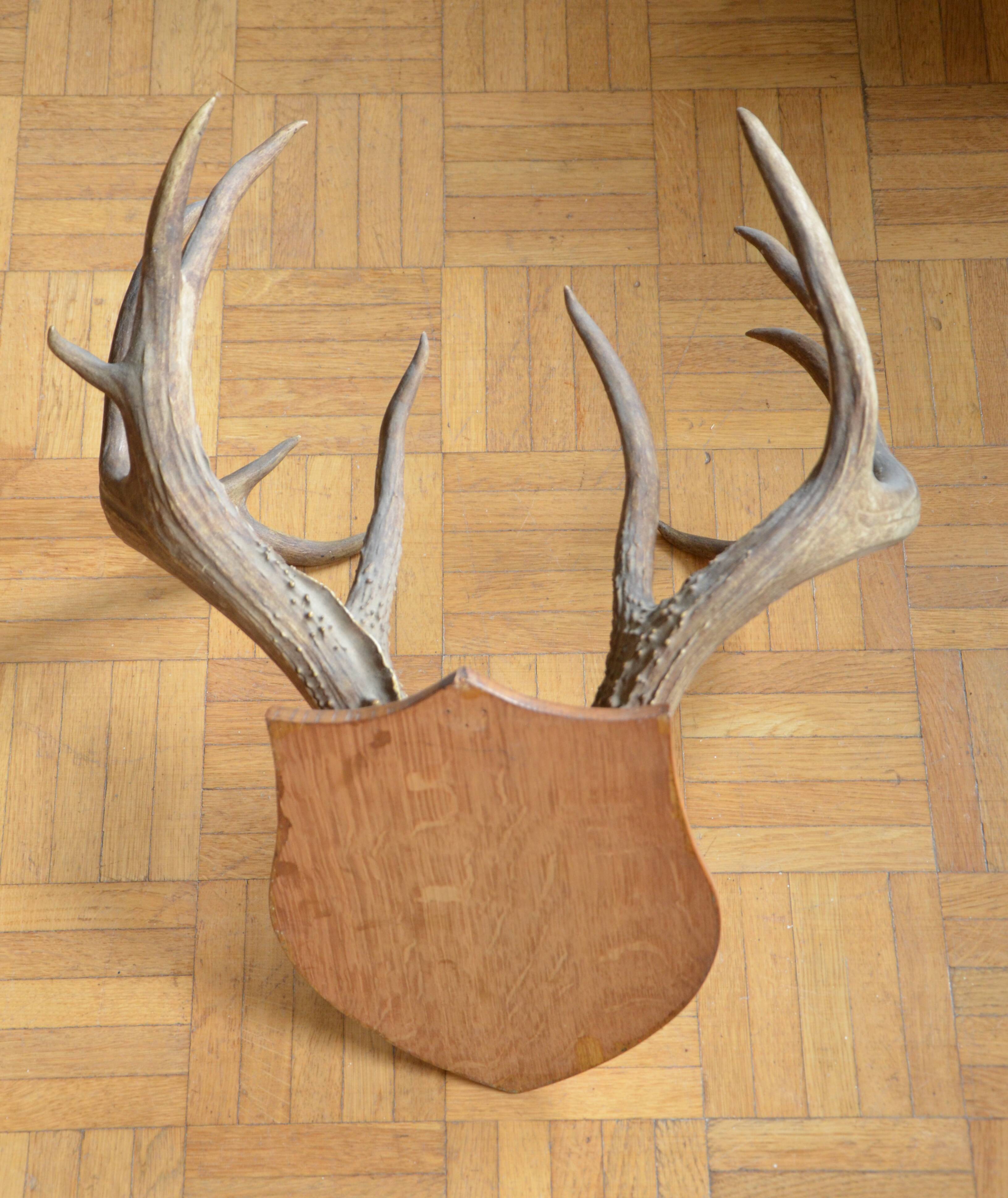 Virginia deer massacre