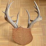 Virginia deer massacre