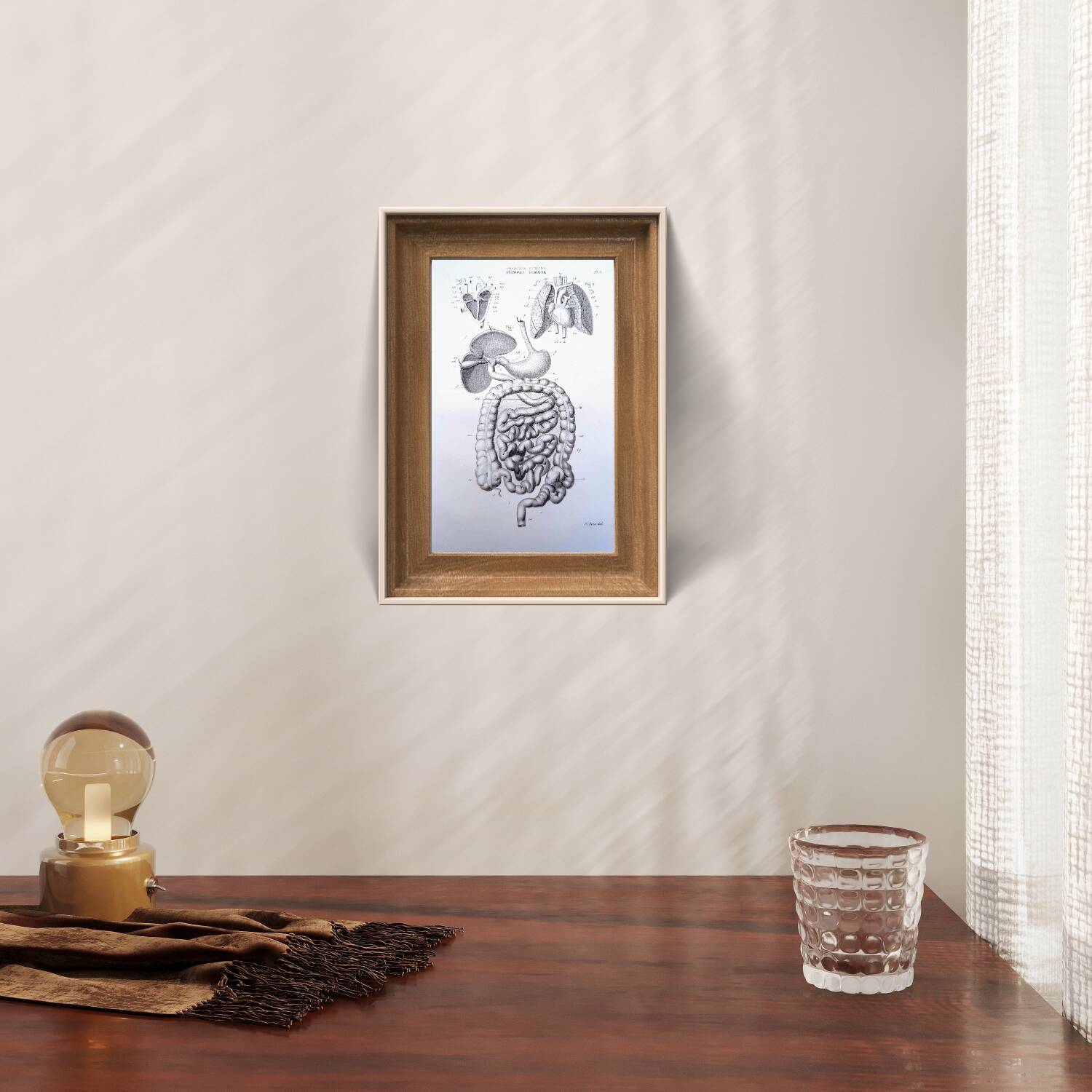 Printed in 1851, Digestive system, heart and lungs.