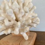 Coral on raw wood base