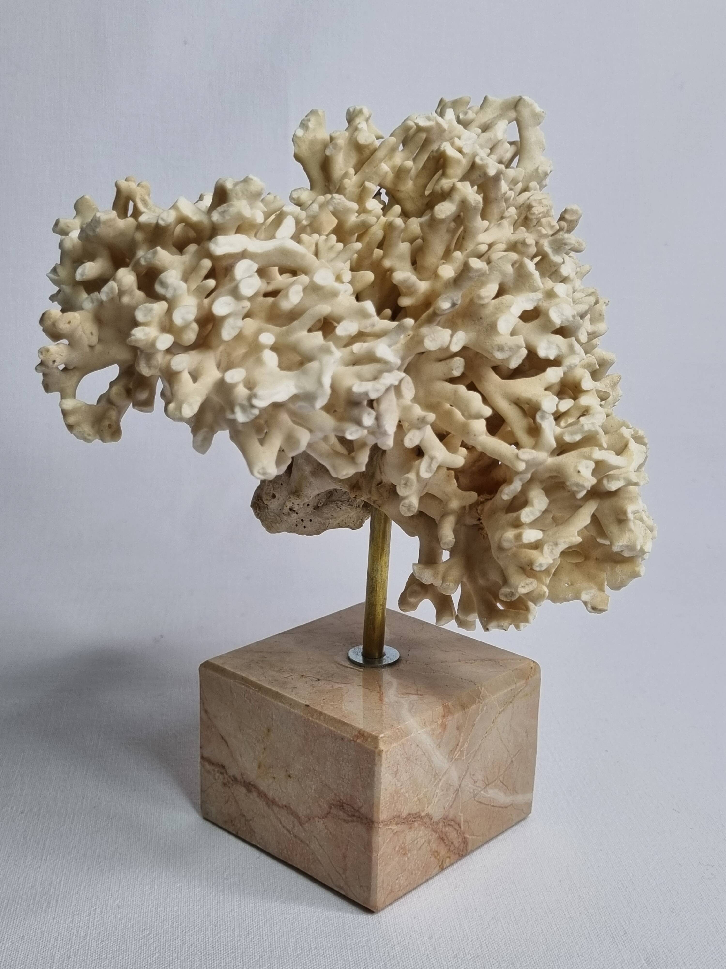 Antique White Coral on Marble Base, Height 20 cm