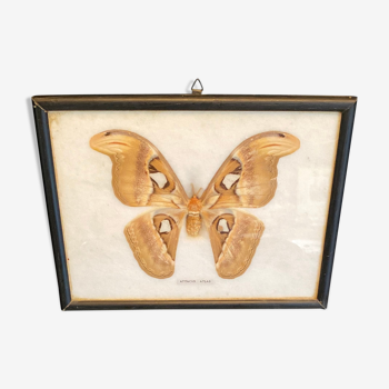 True Butterfly Attacus Atlas Framed