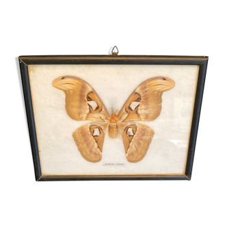 True Butterfly Attacus Atlas Framed