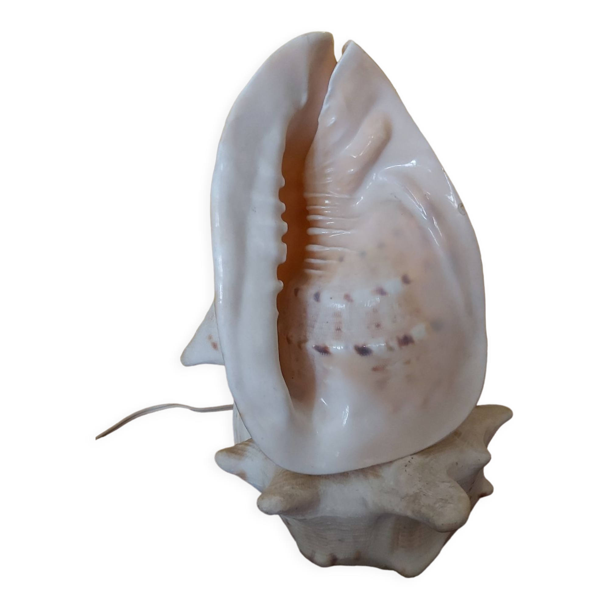Night light, shell lamp 60s