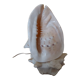 Night light, shell lamp 60s