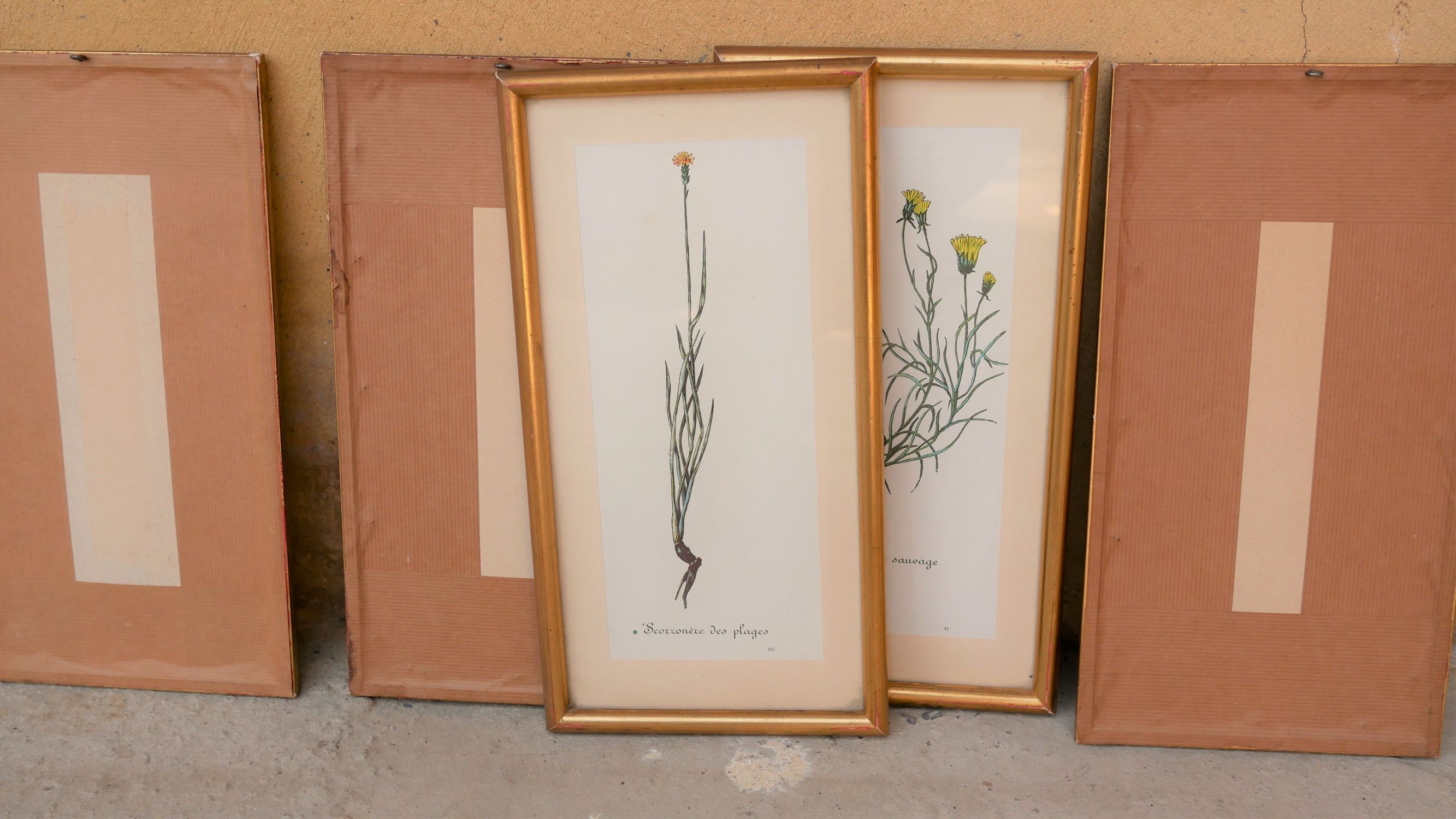 Series of 5 vintage botanical boards
