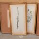 Series of 5 vintage botanical boards