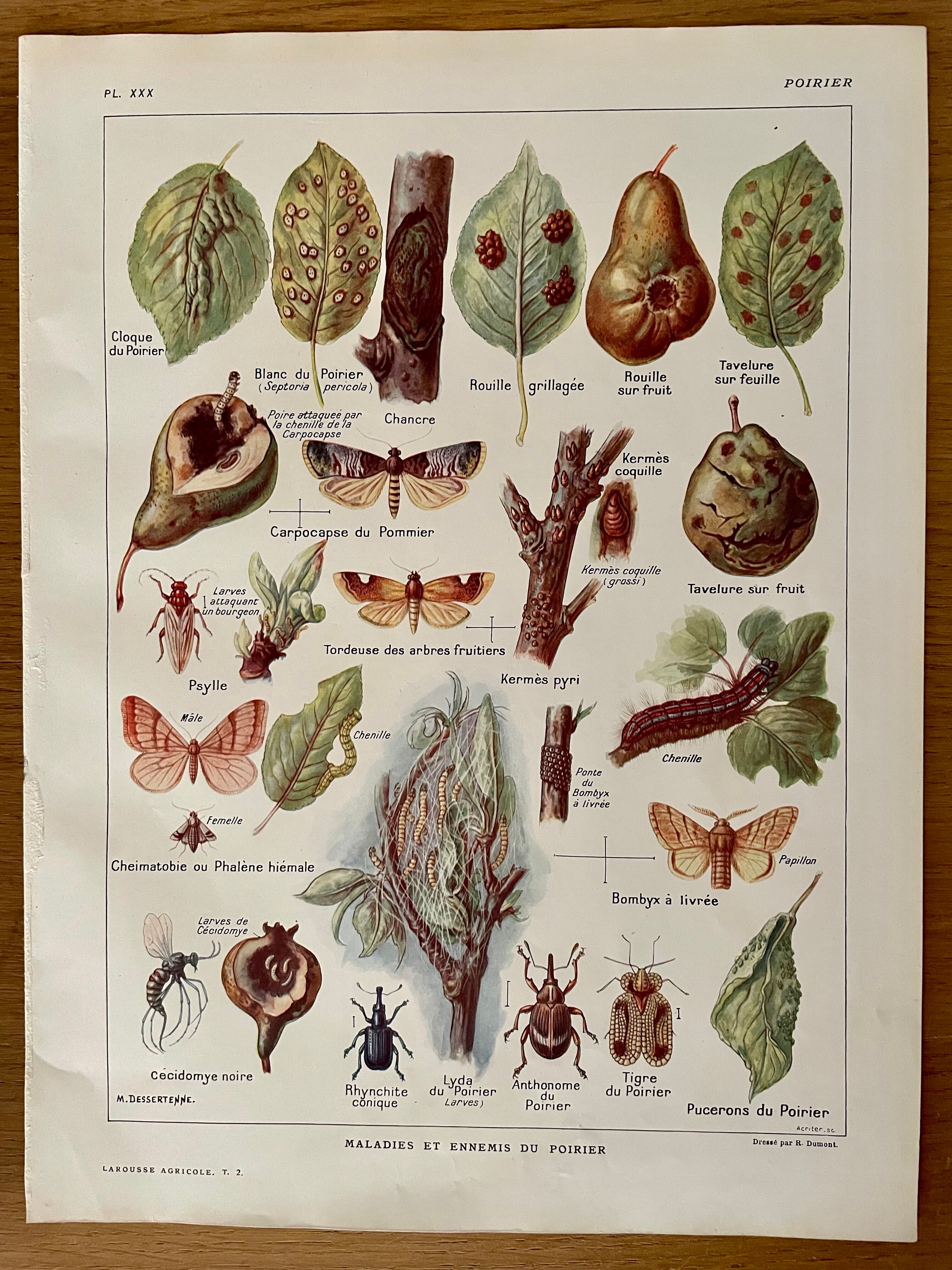 Lithographie sur le poirier de 1921