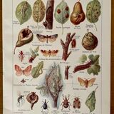 Lithograph on the pear tree of 1921