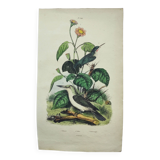 Old engraving from 1838 -Todier bird- Zoological and ornithological hand-colored board