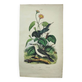Gravure ancienne de 1838 -oiseau Todier- Planche coloriée à la main zoologique et ornithologique
