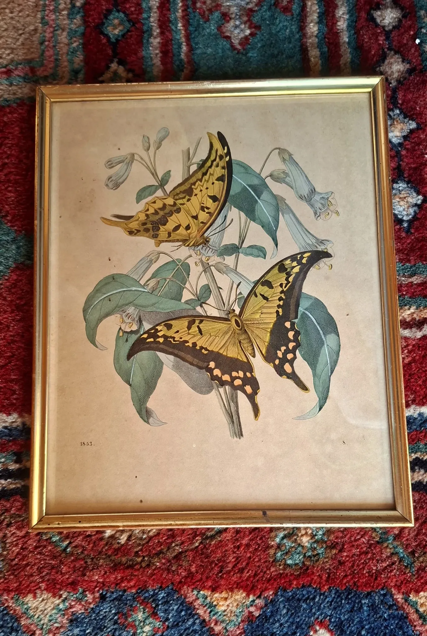 Set of 4 authentic antique naturalist lithographs (circa 1850)