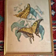 Set of 4 authentic antique naturalist lithographs (circa 1850)