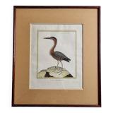 Original engraving by François Nicolas Martinet, 18th century, Louisiana crab fisher, framed,