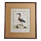 Gravure originale de François Nicolas Martinet, XVIII ème, Crabier de la Louisiane, encadrée,
