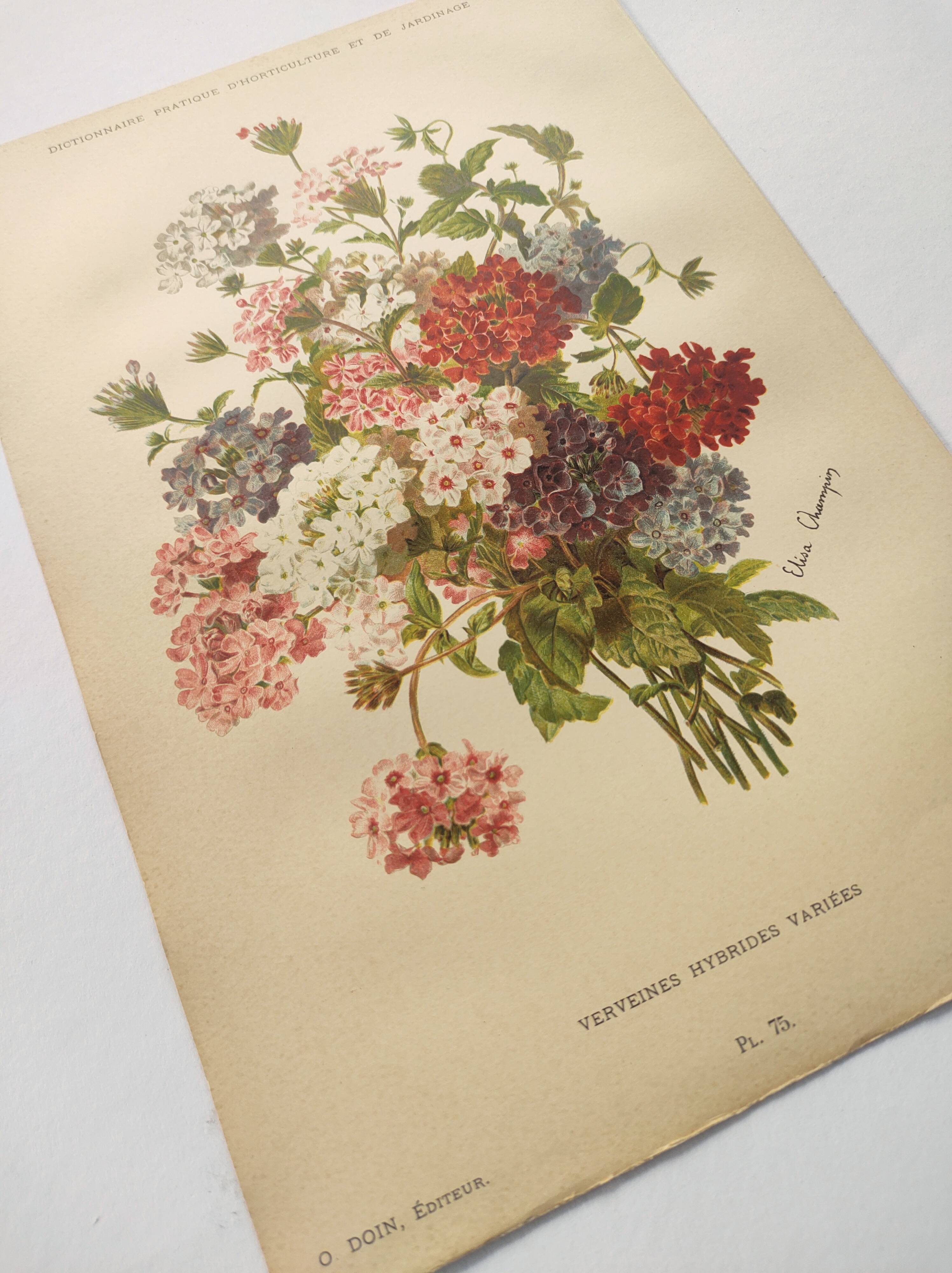 Gravure ancienne de 1899 de Élisa Champin -Verveine- Planche de fleurs
