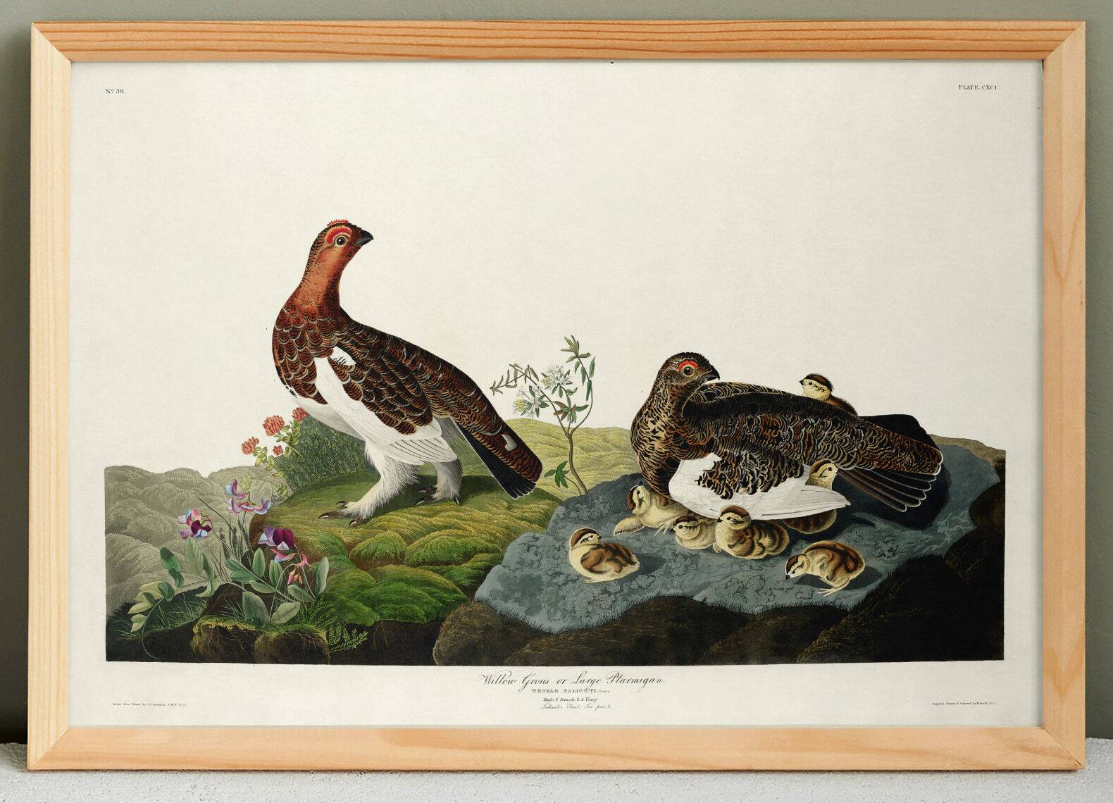 Poster about the Willow Ptarmigan, based on an old engraving from 1827.