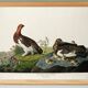 Poster about the Willow Ptarmigan, based on an old engraving from 1827.