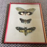Butterfly engraving