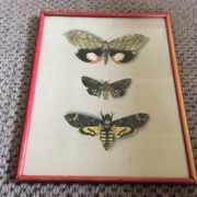 Gravure papillons