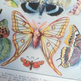 Lithograph on "European" butterflies from 1928