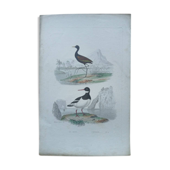 Poster - 19th century zoological engraving - jacana and oystercatcher